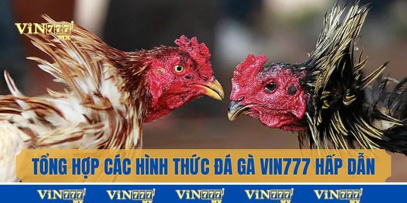 Tổng hợp các hình thức đá gà Vin777 hấp dẫn